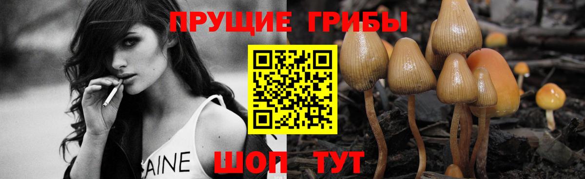 Галлюциногенные грибы Psilocybe Ногинск
